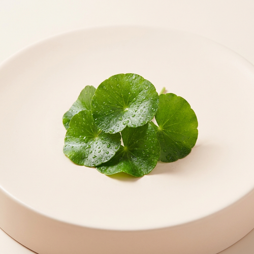 Centella Asiatica