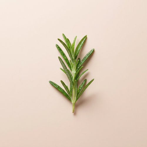 Rosemary Extract
