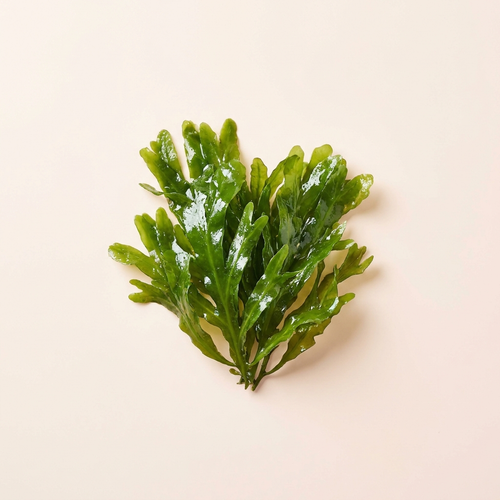 Seaweed Complex